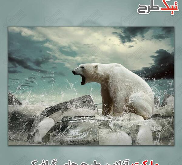 عکس خام خرس