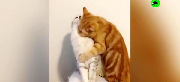 عکس گربه دونفره