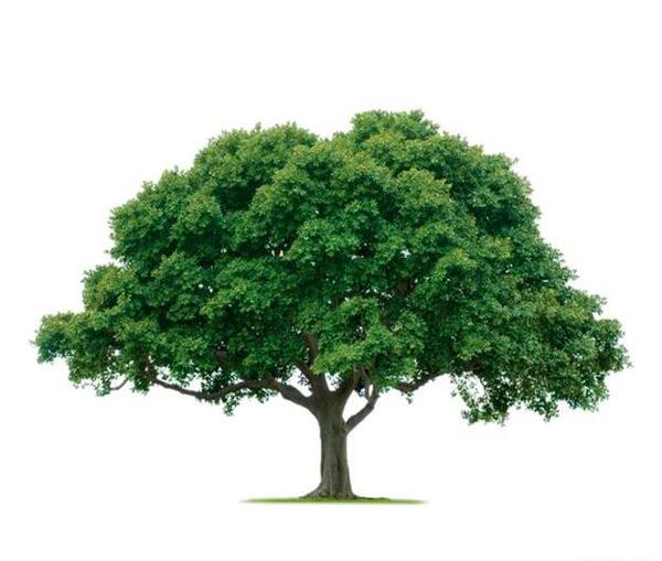 عکس png درخت