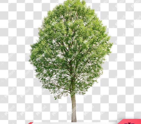 عکس png درخت