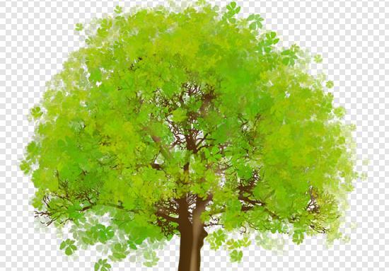 عکس png درخت