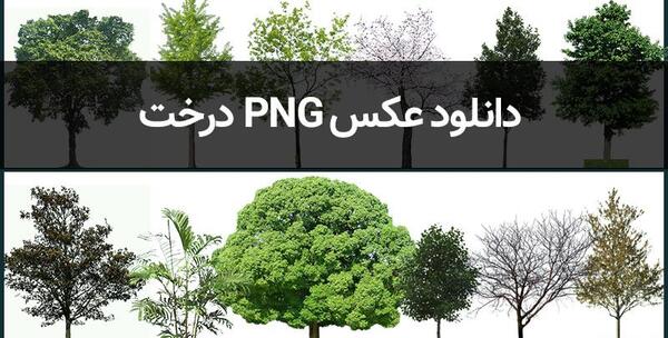عکس png درخت