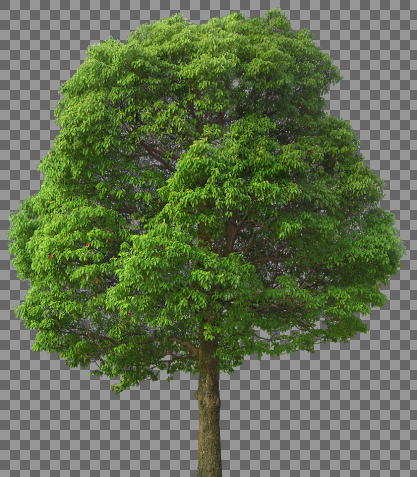 عکس png درخت