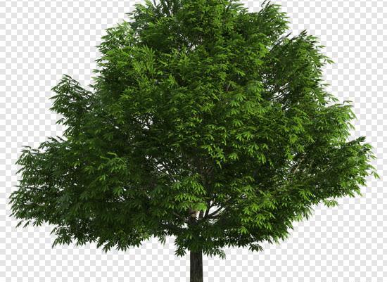 عکس png درخت
