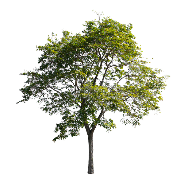 عکس png درخت