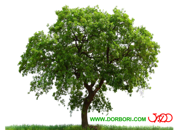 عکس png درخت