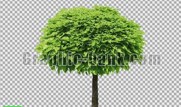 عکس png درخت