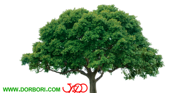 عکس png درخت