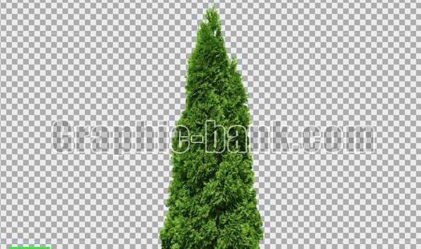 عکس png درخت