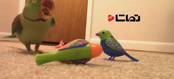 عکس واقعی طوطی