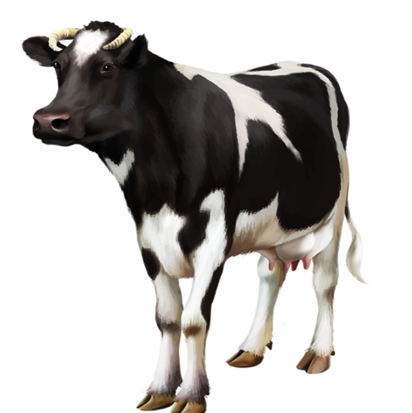 عکس گاو png