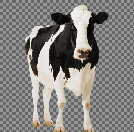 عکس گاو png