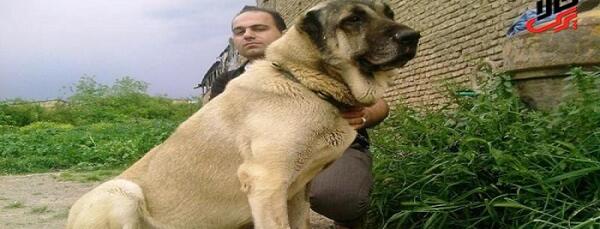 عکس سگ عراقی اصل