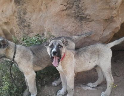 عکس سگ عراقی اصل