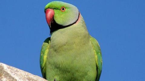 عکس شاه طوطی ماده