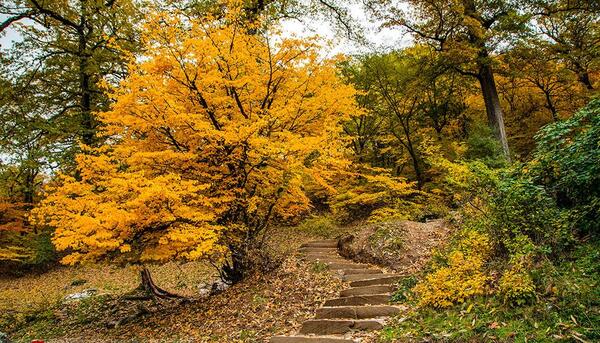 عکس پاییز جنگل گلستان