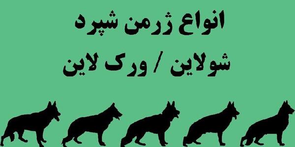 عکس سگ ژرمن سیبل