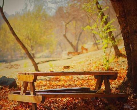 عکس پروفایل نیمکت پاییزی