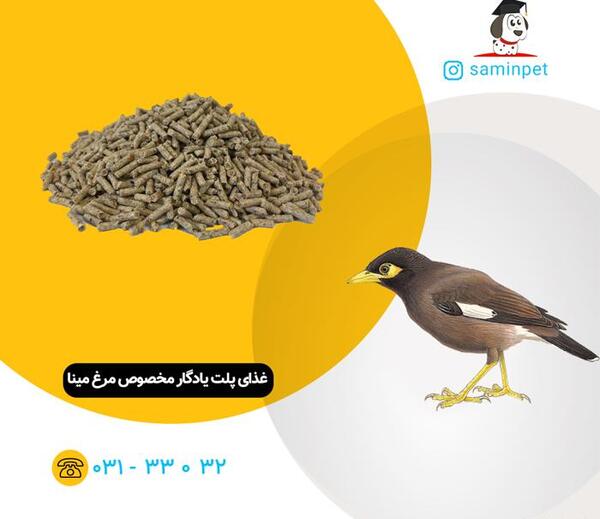 عکس پلت غذای مینا