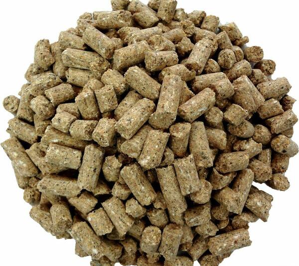 عکس پلت غذای مینا