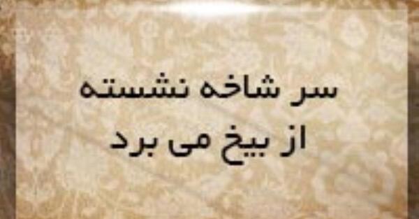 عکس سر شاخه نشسته و بیخش را میبری