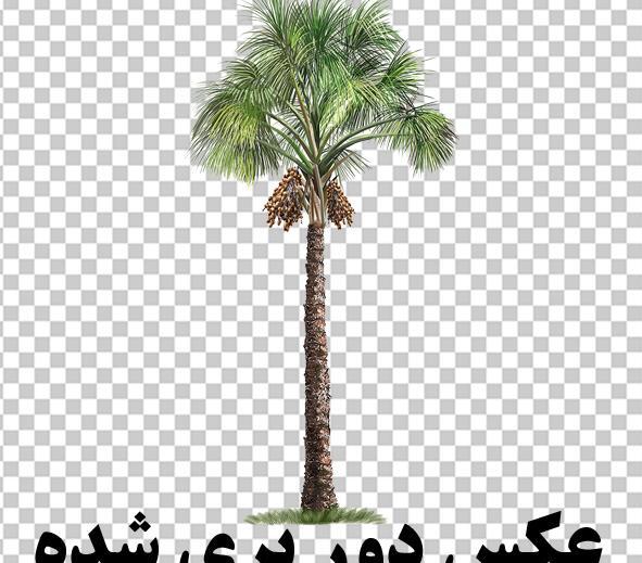 عکس وکتور خرما
