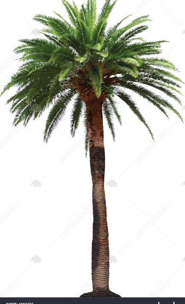 عکس وکتور خرما