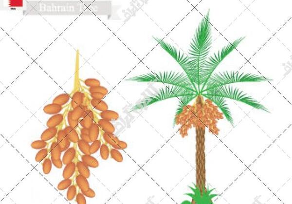 عکس وکتور خرما