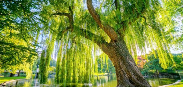 عکس درخت بید لیلی