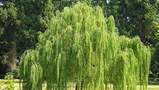 عکس درخت بید لیلی