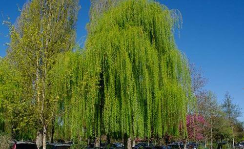 عکس درخت بید لیلی