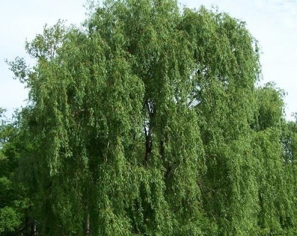عکس درخت بید لیلی
