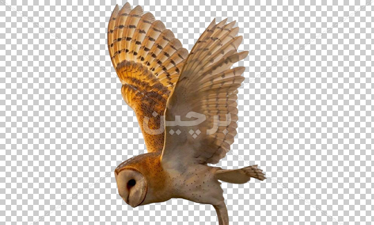 عکس جغد در حال پرواز