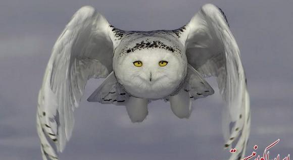 عکس جغد در حال پرواز