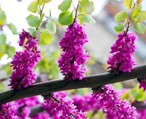 عکس گلهای ارغوان
