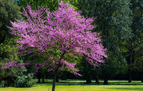عکس گلهای ارغوان
