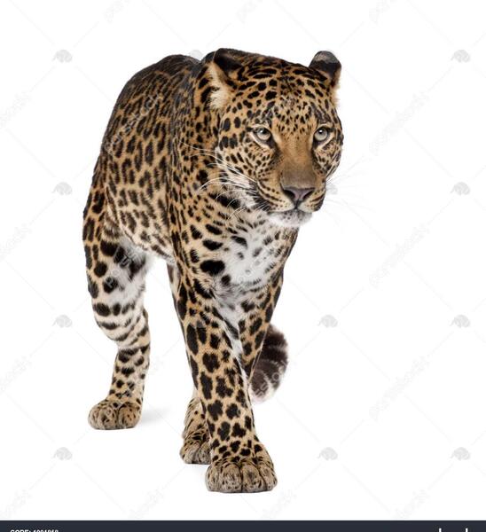 عکس پلنگ ایستاده