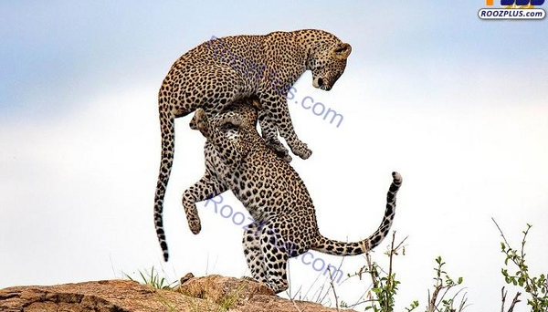 عکس پلنگ ایستاده