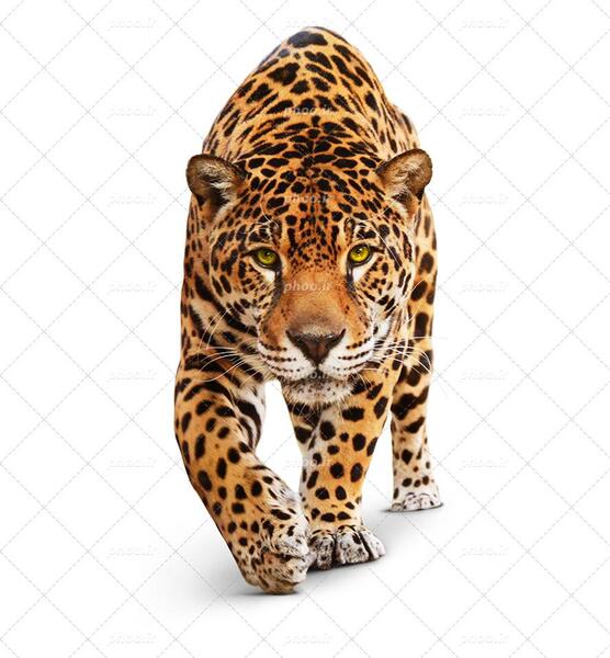 عکس پلنگ ایستاده