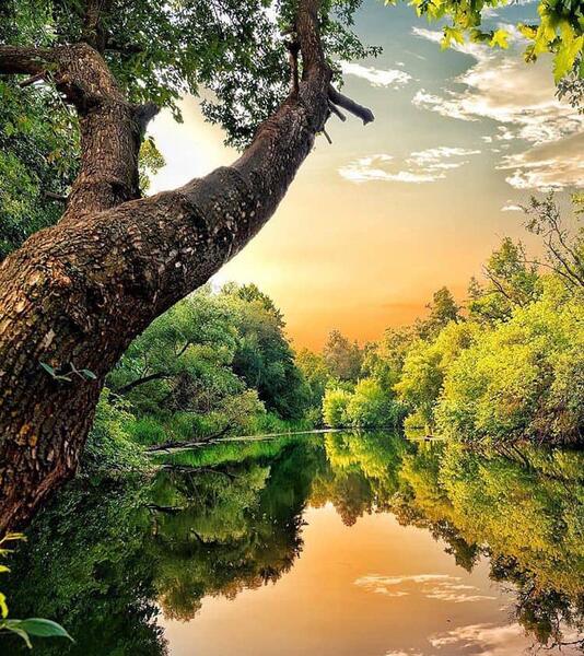 عکس پس زمینه طبیعت سبز