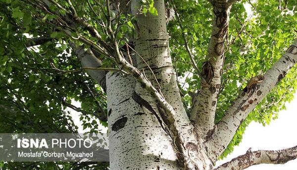 عکس درخت بید تبریزی