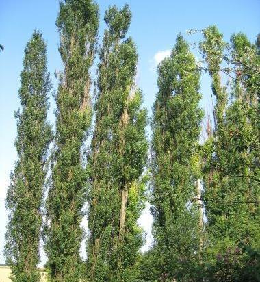عکس درخت بید تبریزی