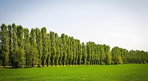 عکس درخت بید تبریزی