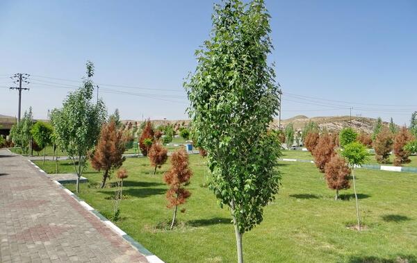عکس درخت بید تبریزی