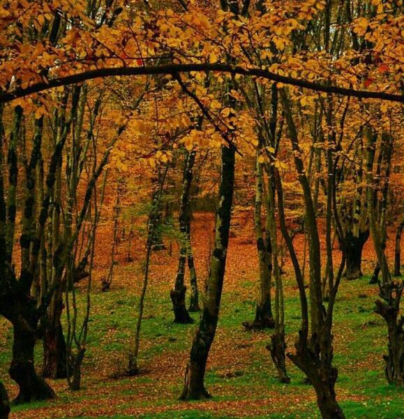 عکس پاییز گرگان