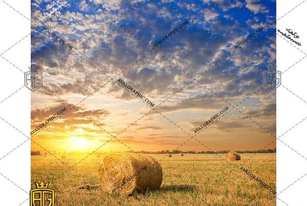 عکس غروب گندم زار