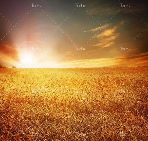 عکس غروب گندم زار