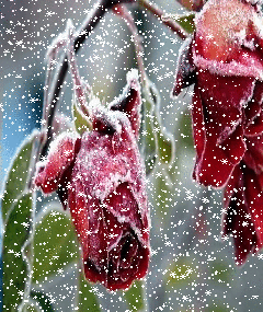 عکس پس زمینه متحرک گوشی