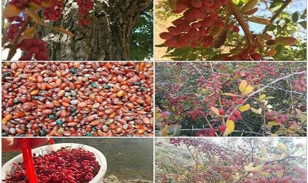 عکس زرشک کوهی