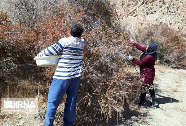 عکس زرشک کوهی